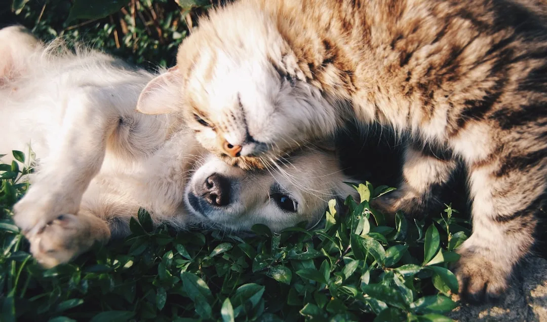강아지 고양이 사주 오행으로 부르기 쉬운 이름 짓기 7단계 작명 썸네일