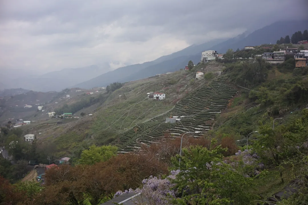안개 낀 산자락 아래 초록 밭과 보랏빛 봄꽃이 어우러진 산마을 풍경, 태어난 계절에 따라 달라지는 사주의 온도와 습도로 궁합을 본다는 주제를 상징하는 대표 이미지