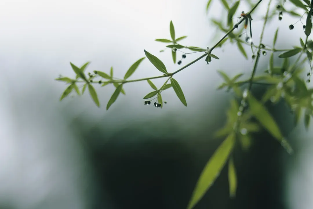 을목 일간 음목의 7가지 특성 가이드